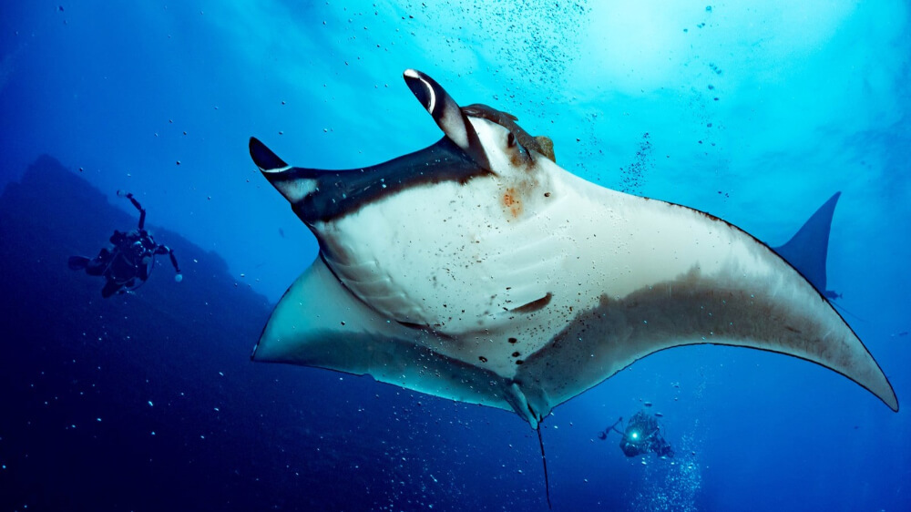 Manta ray swim in Ishigaki island in Okinawa