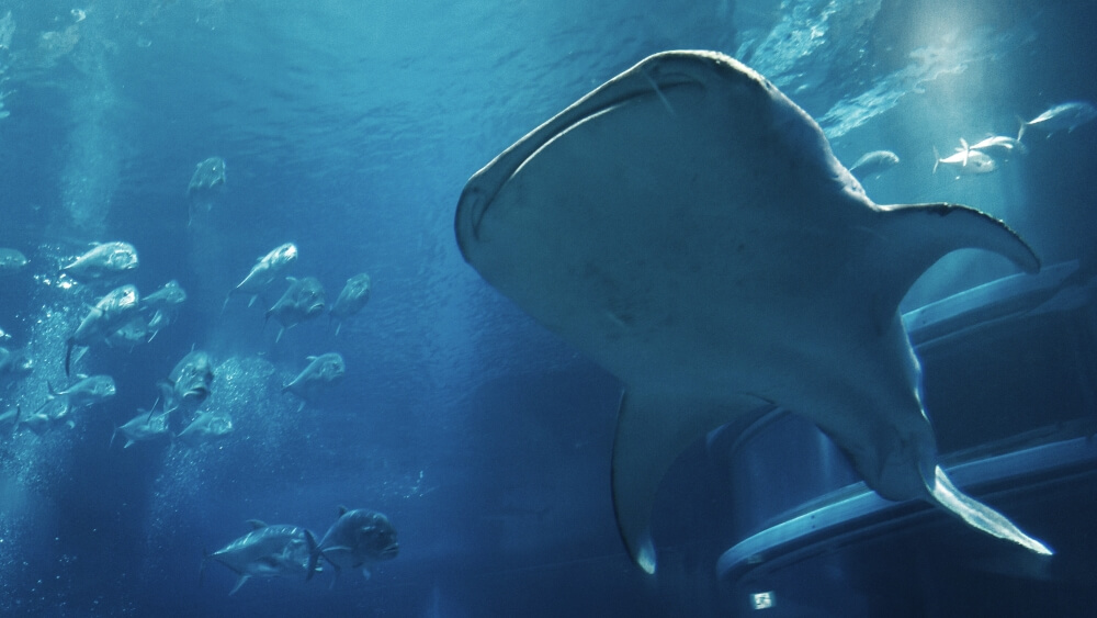 Whale shark swims