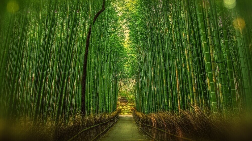 Bamboo forest in arashiyama in Kyoto