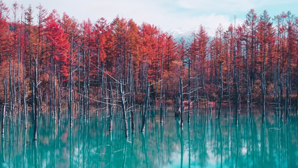 biei blue pond with autumn foliage