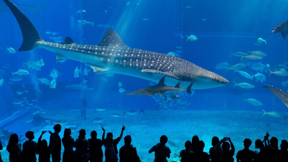 Whale shark swims