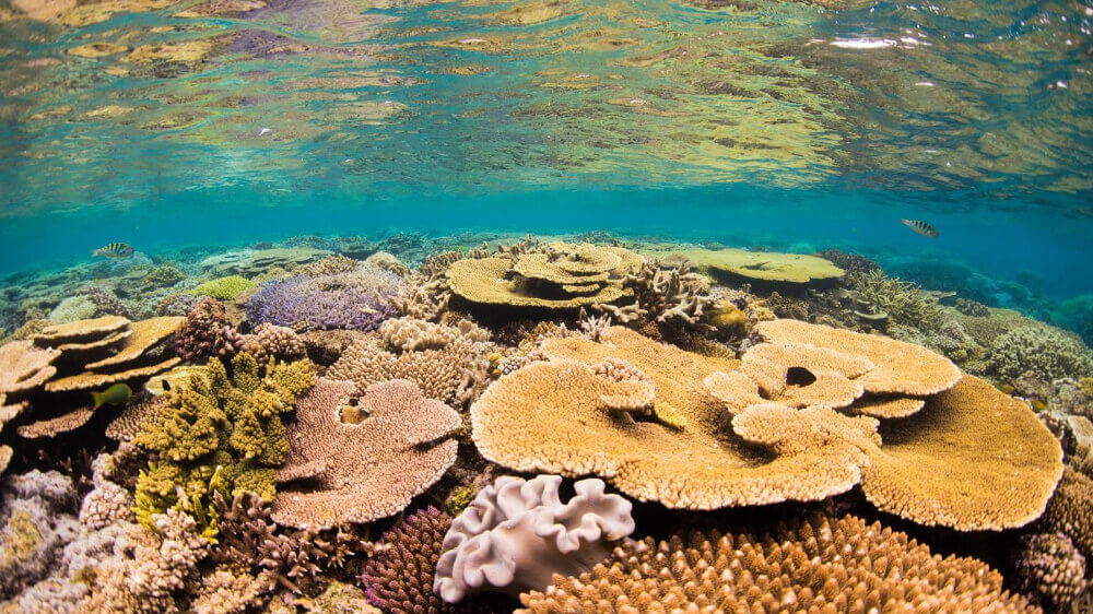 colourful corals under sea