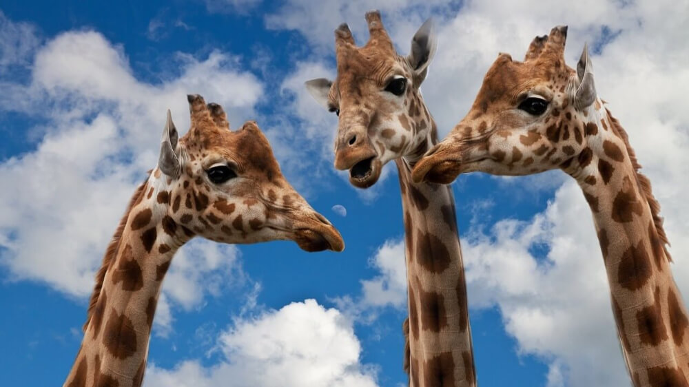 giraffes are chatting