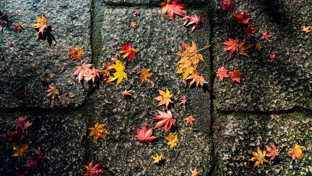 maple leaves on street