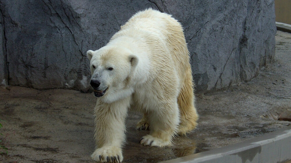 polar bear walking