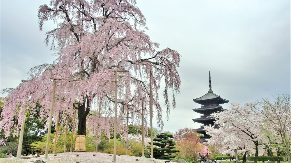 Sakura and temple