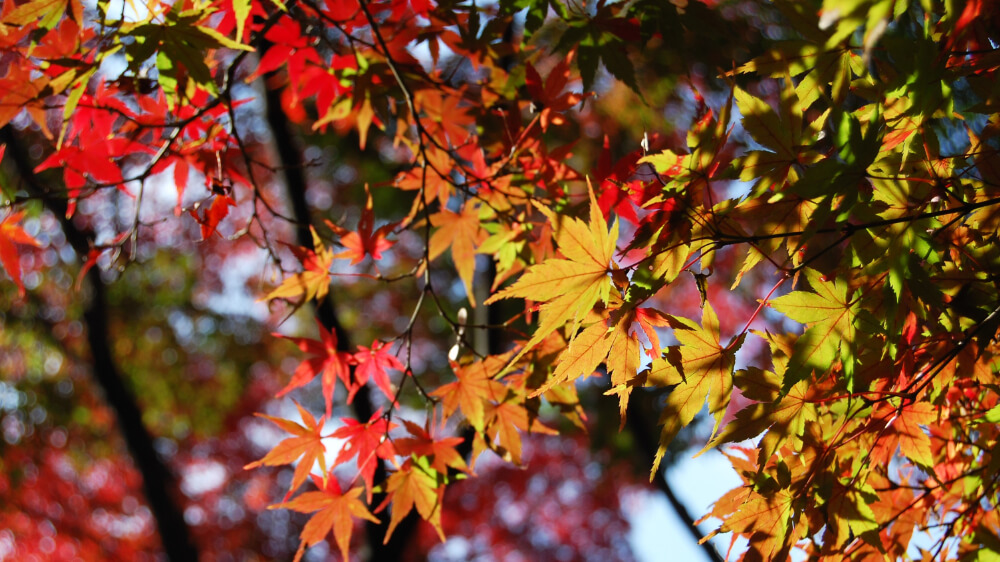 leaves become red