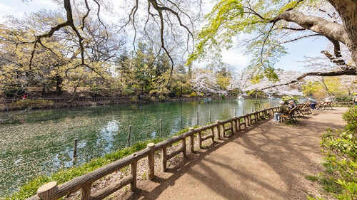 lake at Inogashira park