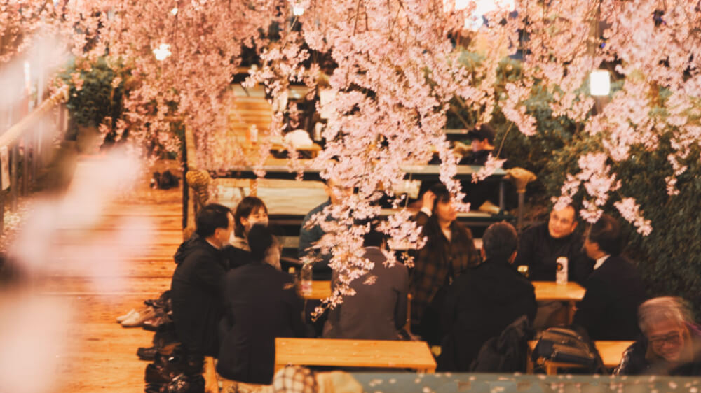 people gather under cherry blossoms