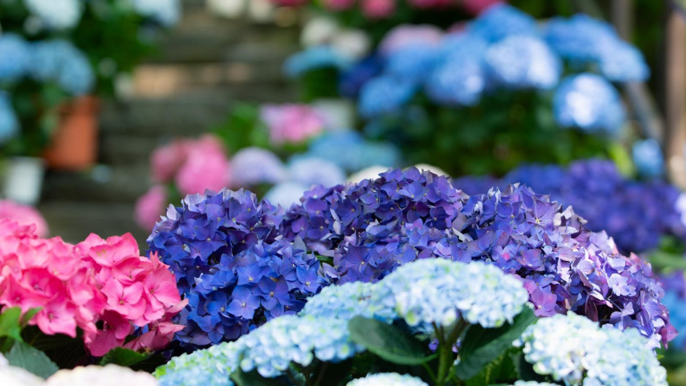 flowers bloom under rain