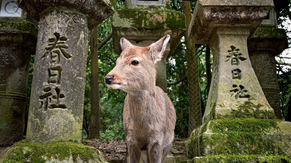 a deer stands in front of a shrine