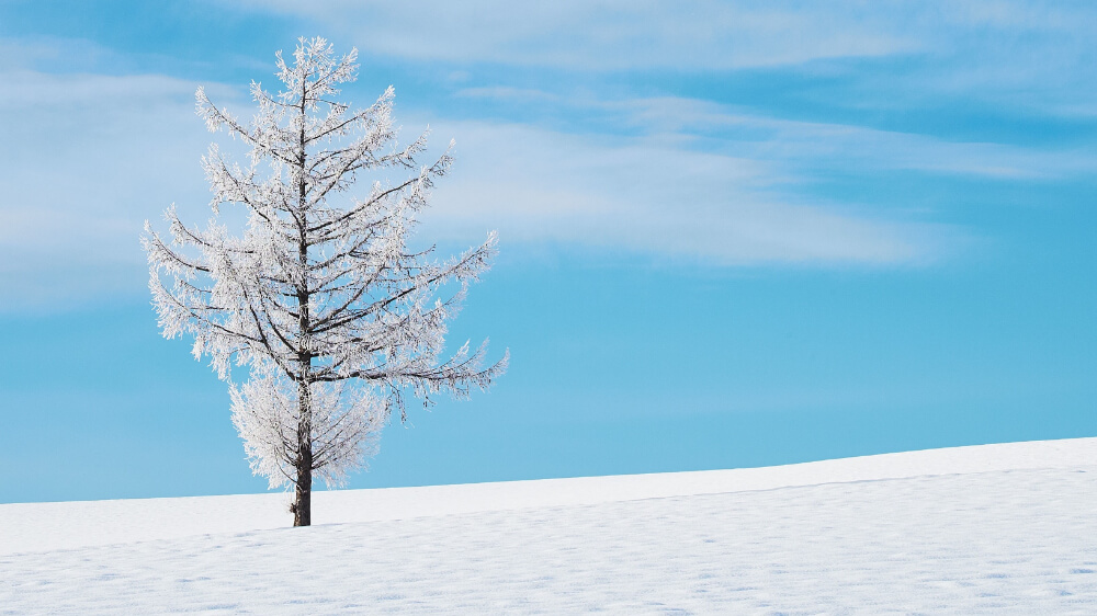 tree covered by snow in hokkaido