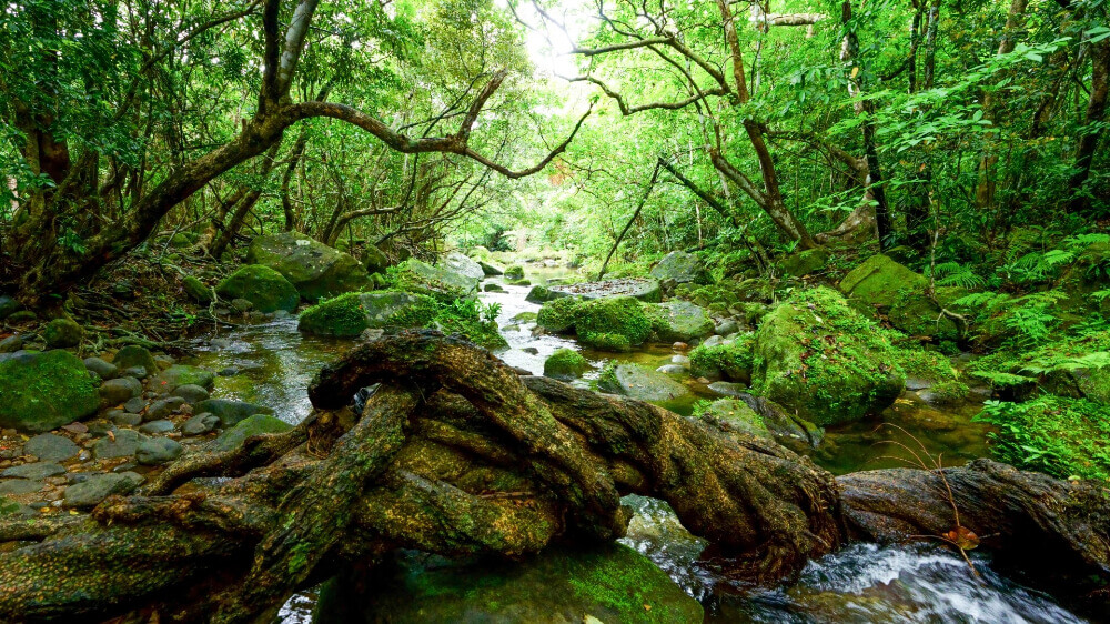 jungle at iriomote island in Okinawa