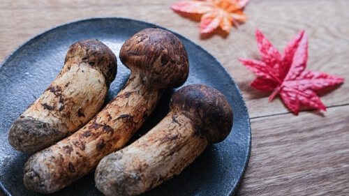 expensive Japanese mashroom, matsutake