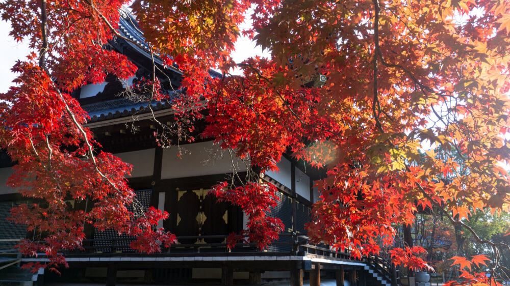 Autumn red leaves at ninnaji in Kyoto