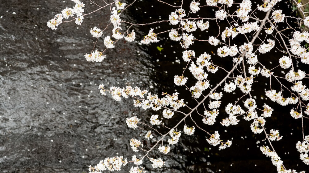 cherry blossom at megro river in Tokyo