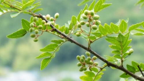 sansho pepper tree