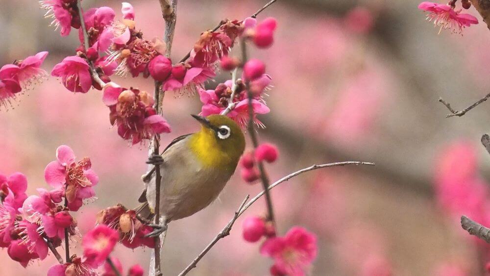 little bird and plum tree in spring