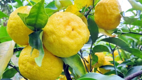 yuzu tree