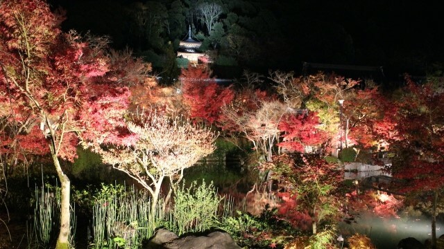 autumn leaves and a temple view at eikando, kyoto