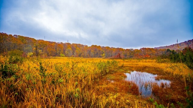 autumn leaves at hachimantai field