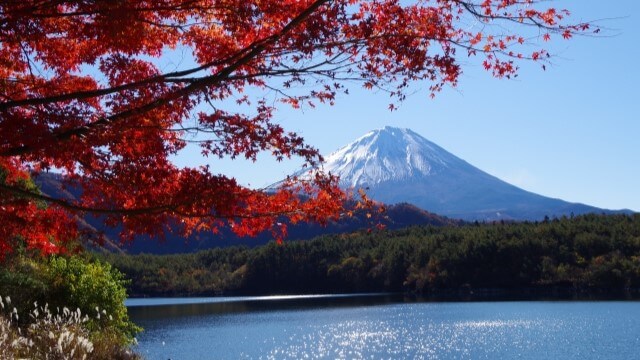 autumn leaves and mt.fuji view at kawaguchi lake, yamanashi