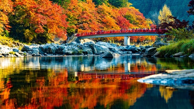 autumn leaves reflect on river at korankei at kagawa