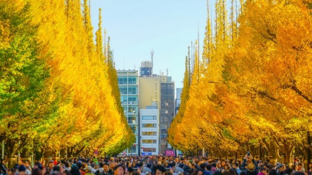 autumn leaves and people at meiji-jingu gaien in Tokyo