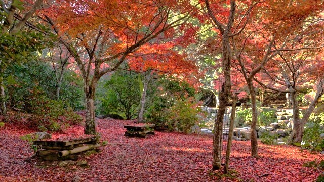 autumn leaves make red carpet at momijidani park at miyajima in Hiroshima