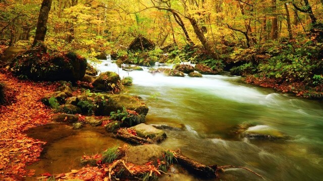 autumn leaves and oirase river in Aomori