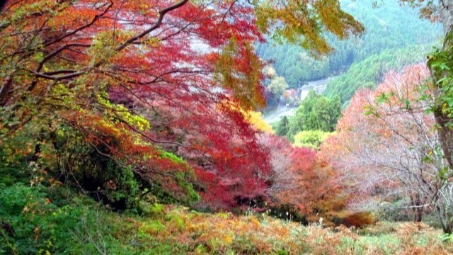 Autumn leaves on mountain Yoshino in Nara