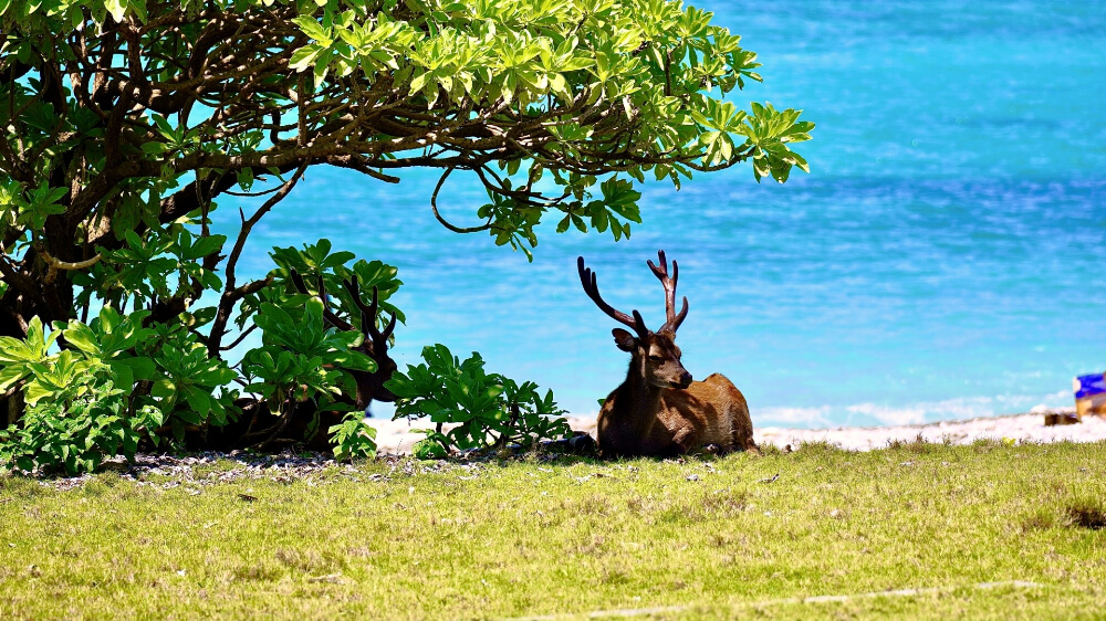deer resting at aka, kerama