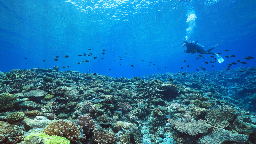 scuba diving at the kerama islands