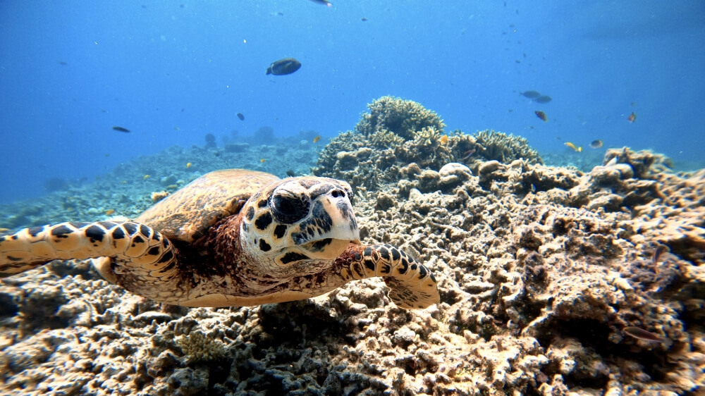 sea turtle at tokashiki island, kerama